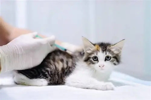 veterinario vacunando a un gatito en la clínica