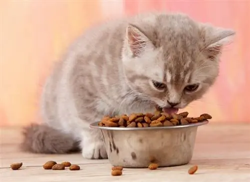 Bilakah Anak Kucing Boleh Makan Makanan Kering untuk Pertama Kali? Fakta Diluluskan Doktor & Soalan Lazim