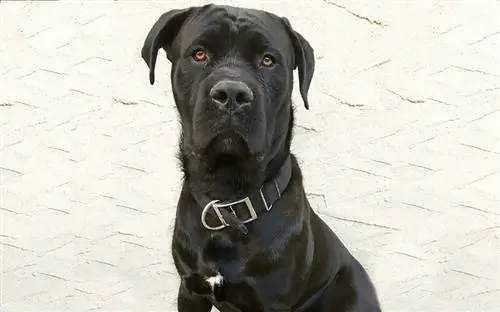 Cane Corso Presa Canario Mix: informacije, slike, lastnosti & Dejstva