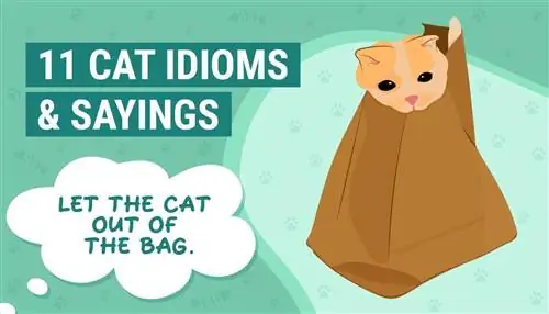 11 Cat Idioms & Gezegden voor elke gelegenheid (met hun oorsprong)