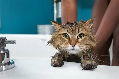 chat tigré prenant son bain