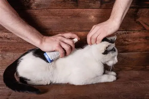 uomo che spruzza un gatto con spray antipulci