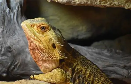 Dragões barbudos de couro: fatos, imagens, habitat & Guia de cuidados