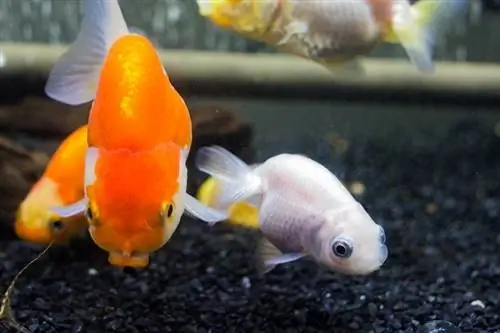 Ranchu-Алтан загас-Lionhead-Aquarium_Negnut_shutterstock