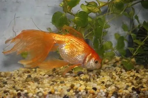 Veiltail_goudvis