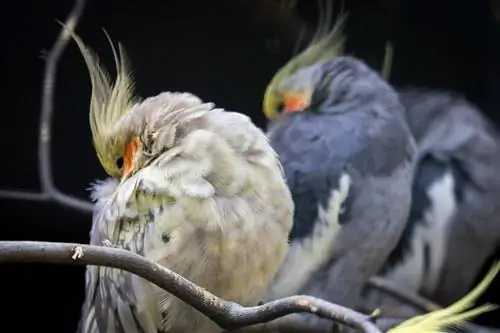 mga cockatiel