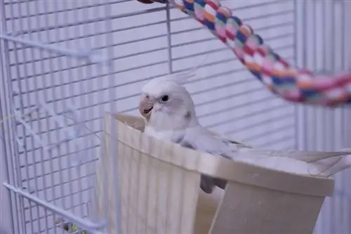 Cockatiel putih di kandangnya