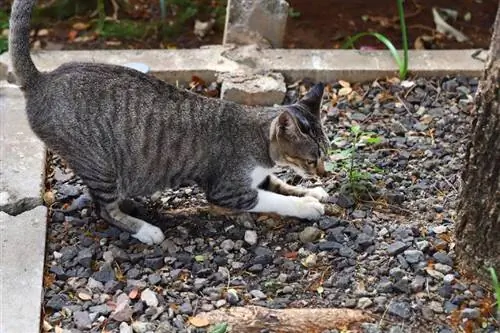 kat die boomwortel in de grond krabt