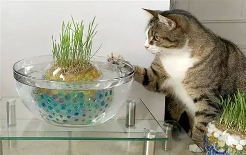 DIY unieke en eenvoudige kattengrasvijver met behulp van waterparels