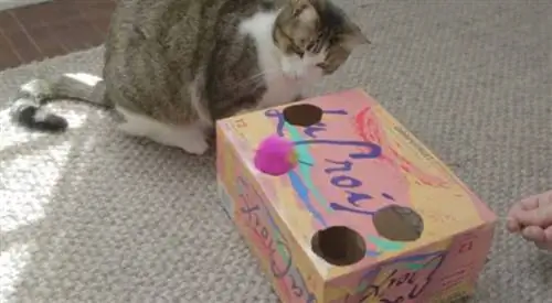 Juguete para gatos con caja de refrescos