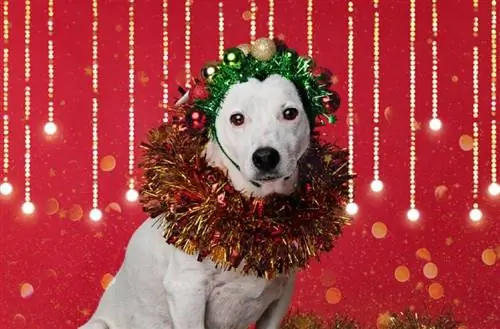 DIY-Fotoshooting mit dem Titel „12 Dogs Of Christmas“