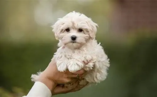 persona sosteniendo cachorro m altipoo