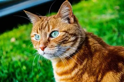 oranžs tīģera kaķis tabby cat