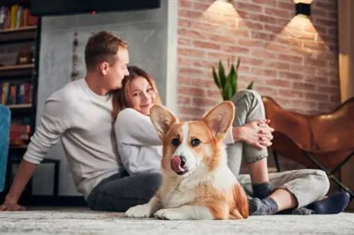 schattige corgi liggend op de vloer en kijkend naar de camera met zijn eigenaren op de achtergrond