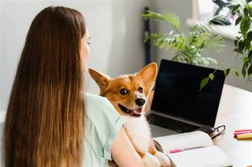 dueño sosteniendo un perro corgi mientras estudiaba