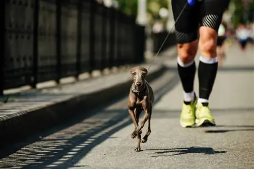 Männlicher Läufer läuft mit Hund Windhund an der Leine Stadtrennen