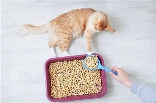 eigenaar die de kattenbak van haar kat schoonmaakt