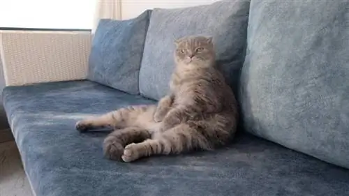 scottish fold cat's unusual sitting position on a couch