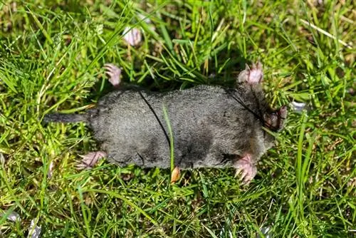 taupe morte sur le dos dans un jardin