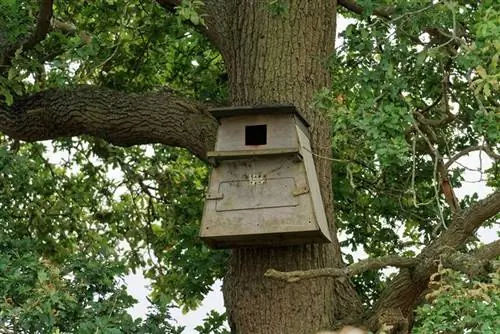 bundi nesting sanduku