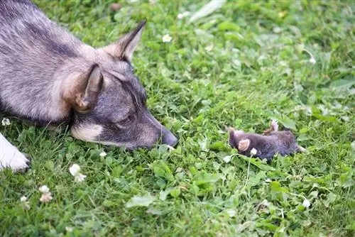 Mon chien a tué une taupe ! 4 conseils sur ce qu'il faut faire ensuite