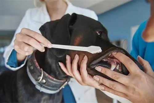 veterinário escovando os dentes de um cachorro doberman