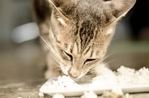 Kunnen katten rijst eten? Door dierenartsen beoordeelde feiten & Veelgestelde vragen