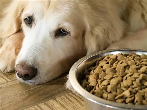 Labrador i sëmurë