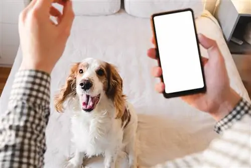 9 beste Hundetrainings-Apps – Bewertungen 2023 & Top-Tipps