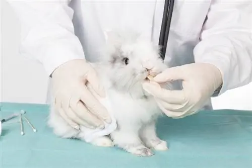 control de dientes de conejos por veterinario