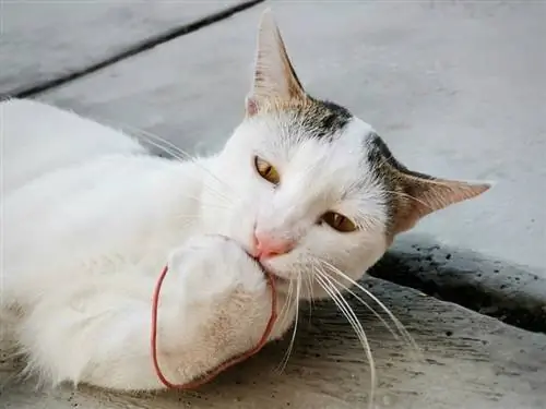 Kucing Saya Makan Gelang Getah: Apa Yang Perlu Saya Lakukan? (Jawapan Doktor haiwan)