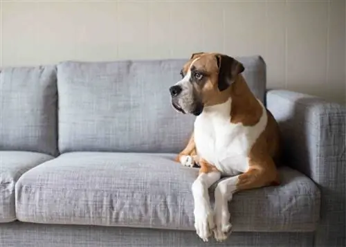 Boxset Boxer Basset auf der Couch