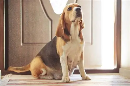 una beagle preñada en casa