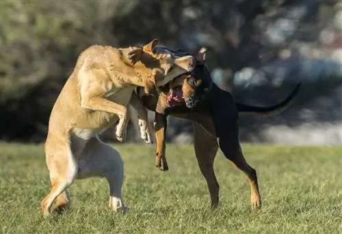 kavga eden köpekler