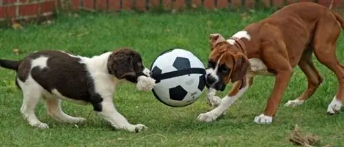 Engelsk springer spaniel og bokserhvalpe, der leger_NewnardHouse_shutterstock