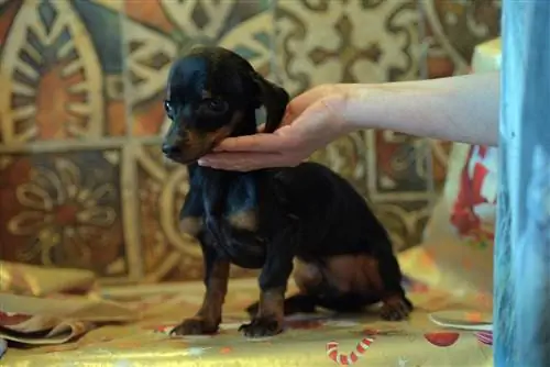 Köpeklerde Çöp Arkadaşı Sendromu: Veteriner Gözden Geçirmiş 9 Gerçek