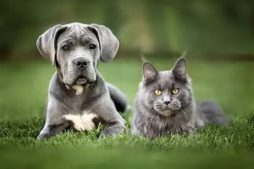 dua hewan peliharaan yang cantik, anak anjing cane corso dan anak kucing maine coon berpose bersama di atas rumput di luar ruangan