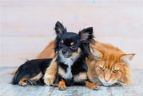 Köpək Maine Coon ilə Anlaşacaqmı? Birini almadan əvvəl oxuyun