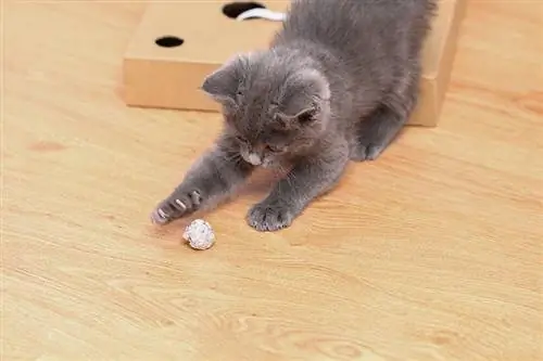 Anak kucing abu-abu kecil bermain dengan kertas timah dan bola. Mainan kucing