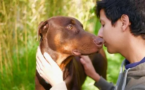 persona acariciando a un perro doberman marrón chocolate