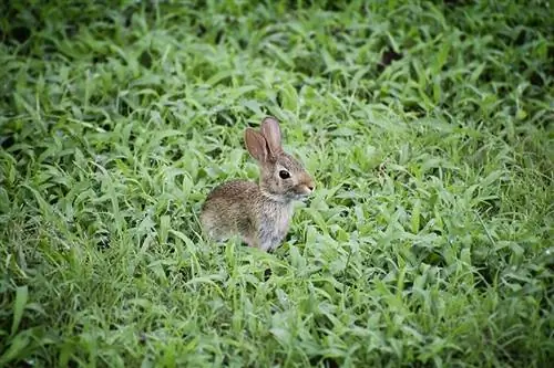 conejo salvaje