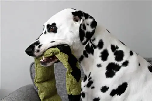 Juguete de perro de serpiente de peluche chirriante de bricolaje