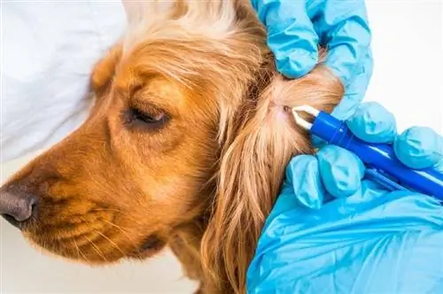 Doktor veterinar mengeluarkan kutu dari anjing Cocker Spaniel