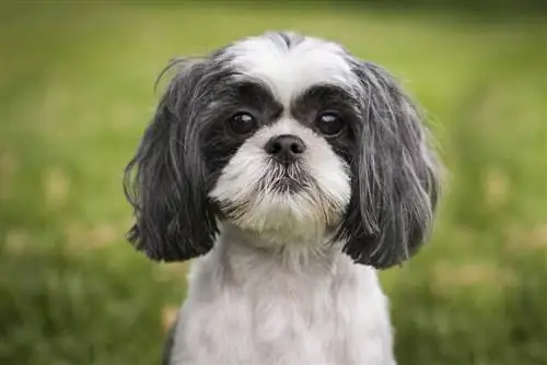 Olhos de cachorrinho Shih tzu