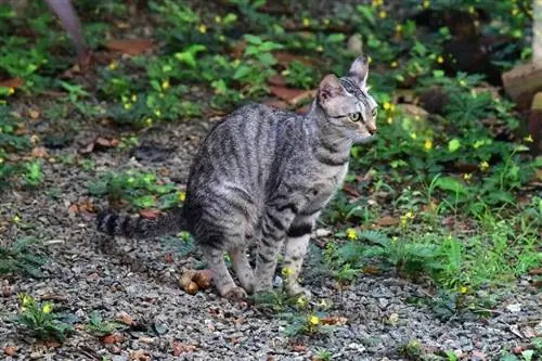 chat qui fait caca dehors