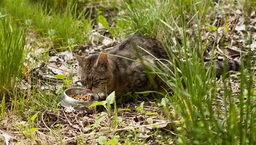 wilde kat buiten eten