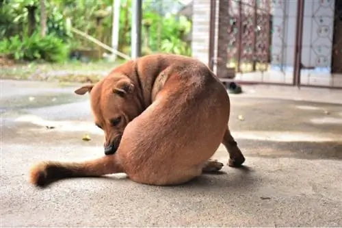 hond die aan zijn kont likt