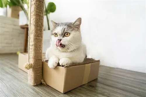 19 DIY Cardboard Cat Tree Plans You Can Make Today (nrog duab)