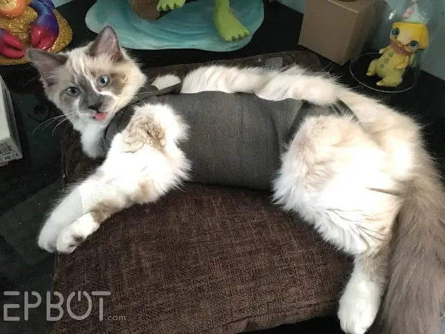 DIY Old T-Shirt Cat Diaper