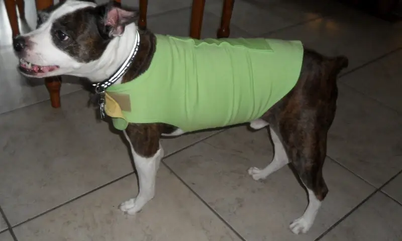 DIY Thundershirt จากเสื้อยืดเก่า